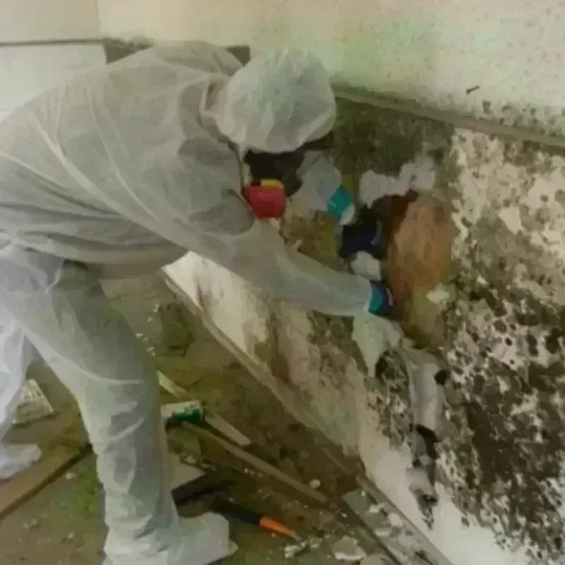 Mold Remediation and Removal in Cinco Ranch, TX